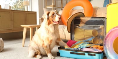 perros-viajar-juntos-mejor-purina