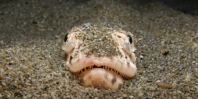 Petermännchen im Sand versteckt