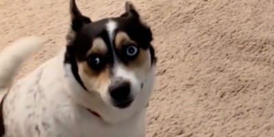 Perro espera para subirse a la cama