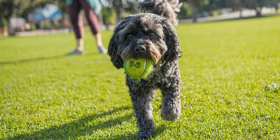 Piccolo cane nero con una pallina in bocca