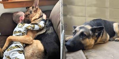 Little boy and his dog