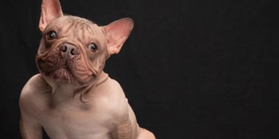 Pétunia, chien Bouledogue français
