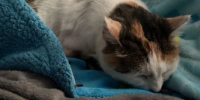 Photo de chat