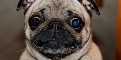 photo yeux chien
