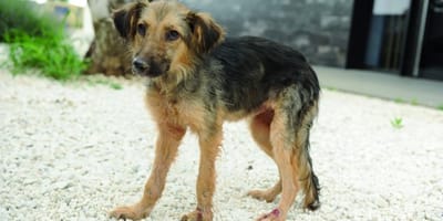 leishmaniose canine