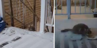 The stray cat outside in the snow