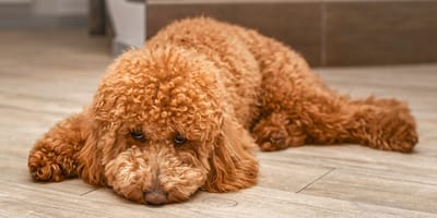 Phubbing kann Hunde traurig machen