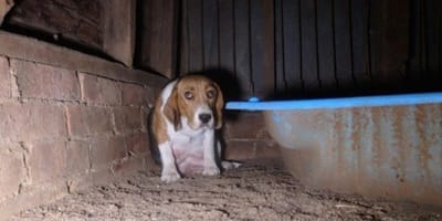 Un chien beagle se cache dans une grange