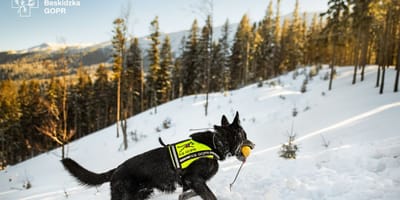 Pies Denver na szkoleniu