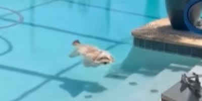 Hund treibt im Pool