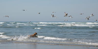 Hond jaagt meeuwen