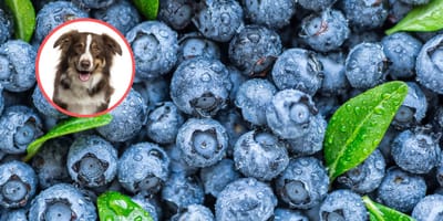 Co Mo e Je Pies Lista Produkt w Dozwolonych Dla Psa Co Mo e Je Pies Lista Produkt w Dozwolonych Dla Psa