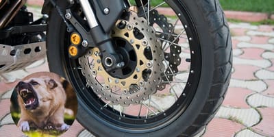 Pies i motocykl