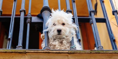 dog on balcony