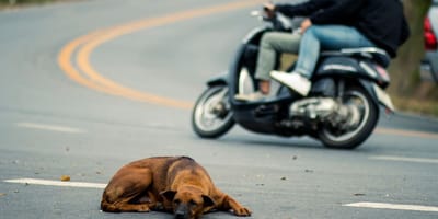 Pies na drodze, w tle motocykl
