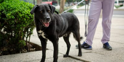 pies na smyczy co mówi prawo