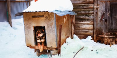 Pies na wsi w budzie