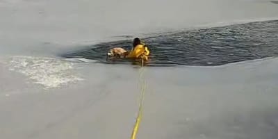 Pies na zamarzniętym jeziorze