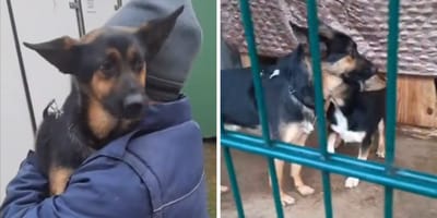 Hund im Tierheim abgegeben