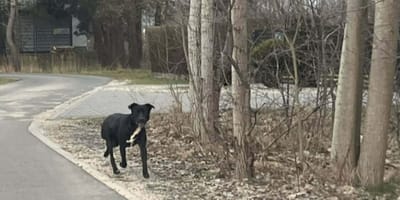 Pies porzucony na drodze