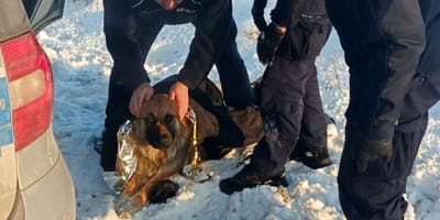 pies przymarzł do drogi