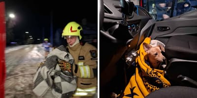 pies przymarznięty do ogrodzenia i jego wybawca