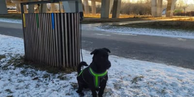 Pies przywiązany do śmietnika