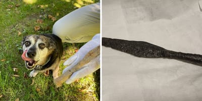 Pies Ryszard i jego znalezisko