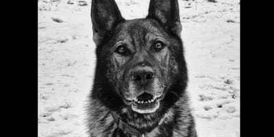 pies tropiący kazar