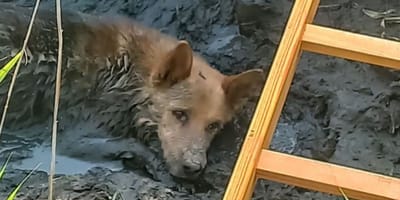 pies ugrzązł w błocie