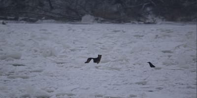 pies uwięziony na lodzie