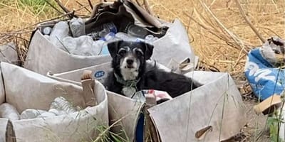 Hund im Karton
