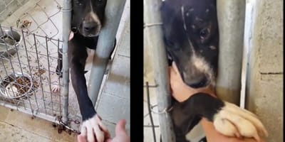 Hund in einem Zwinger.