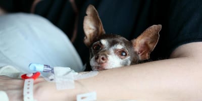 Pies w szpitalu z opiekunem