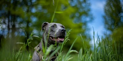 Pies w typie amstaffa