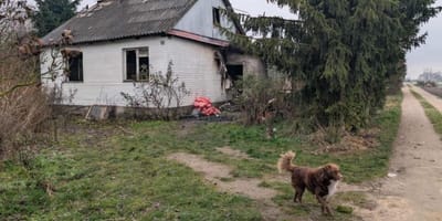 pies wraca na zgliszcza spalonego domu