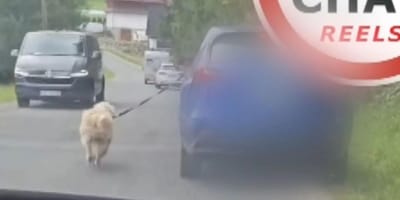 pies wyprowadzany na smyczy przez samochód