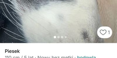 pies wystaiwony na vinted