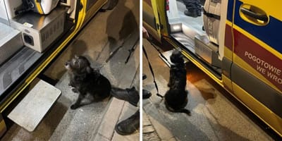 pies znalazł zaginionego mężczyznę