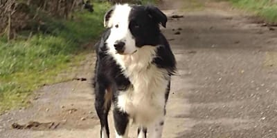 Pilou un border collie