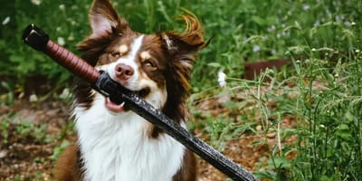 Pinto Bean mit seinem Schwert