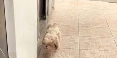 Pipoca le chien