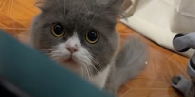 Kater Pipoy