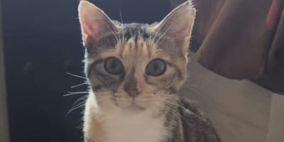 pispas-gata-adopcion