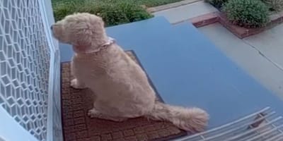 Pita la chienne