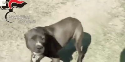 pitbull dietro le sbarre