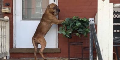 Pitbull achtergelaten buiten huis