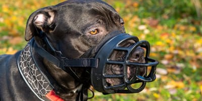 Pitbull. mit Maulkorb