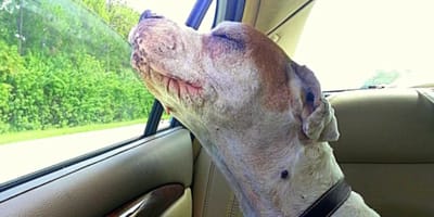 Un Pitbull regarde par la fenêtre de la voiture