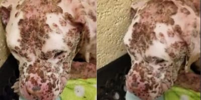 Pitbull picado por abejas